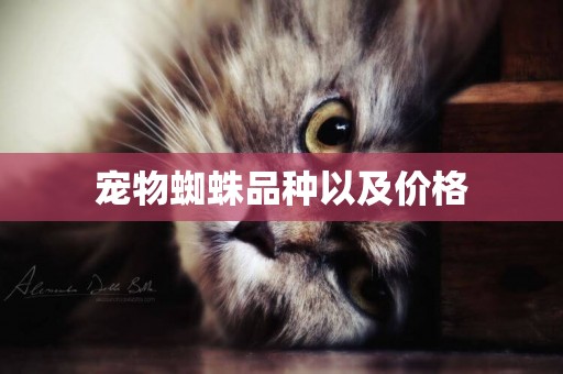 寵物蜘蛛品種以及價格