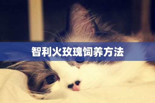 智利火玫瑰飼養方法