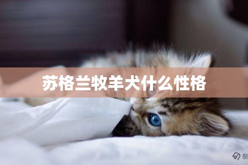 蘇格蘭牧羊犬什么性格