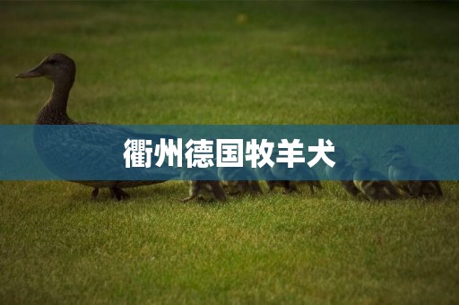 衢州德國牧羊犬