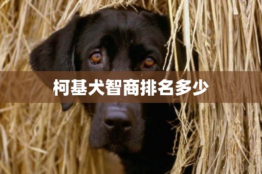 柯基犬智商排名多少