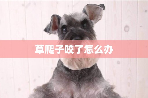 草爬子咬了怎么辦