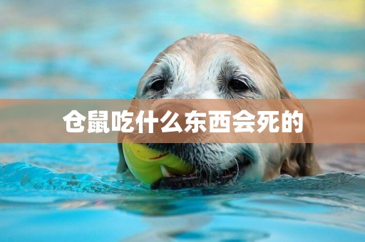 倉鼠吃什么東西會死的