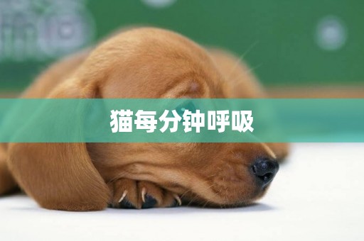 貓每分鐘呼吸