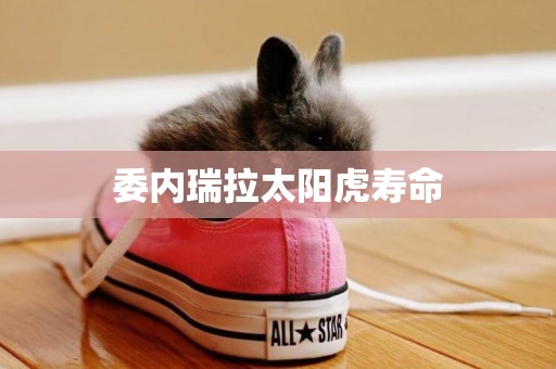 委內瑞拉太陽虎壽命
