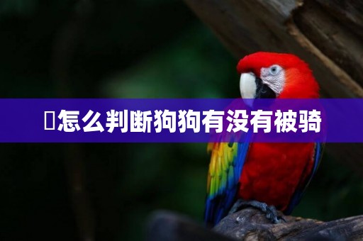 ?怎么判斷狗狗有沒有被騎