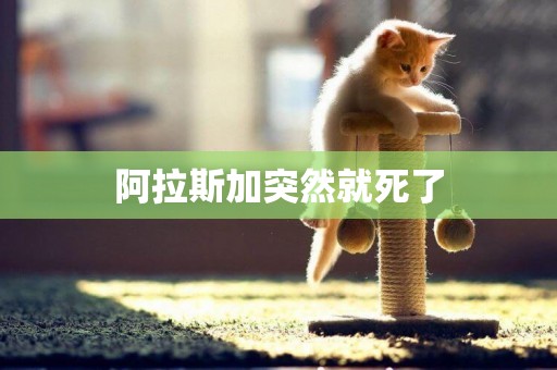 阿拉斯加突然就死了