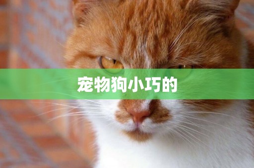 寵物狗小巧的