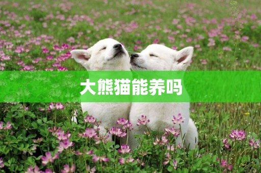 大熊貓能養嗎