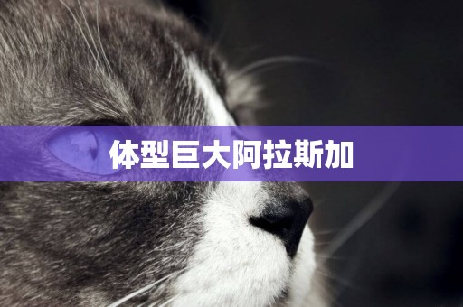 體型巨大阿拉斯加