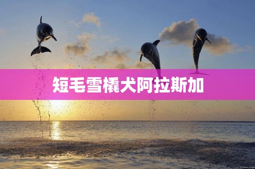 短毛雪橇犬阿拉斯加