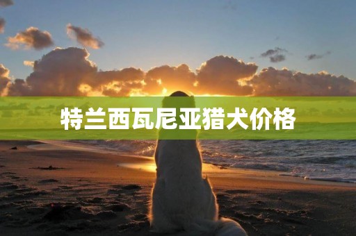 特蘭西瓦尼亞獵犬價格