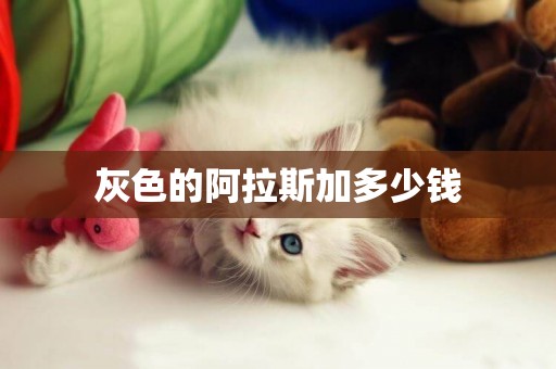 灰色的阿拉斯加多少錢