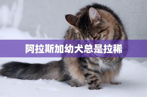 阿拉斯加幼犬總是拉稀