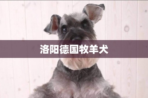 洛陽德國牧羊犬