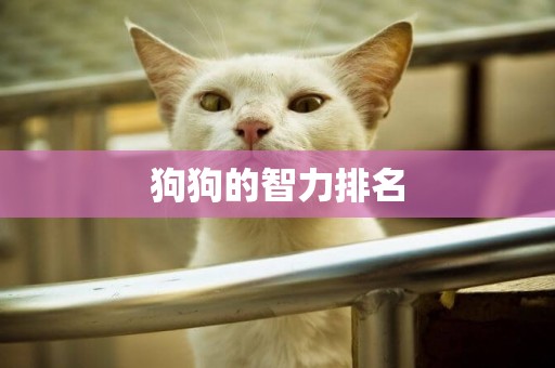 狗狗的智力排名
