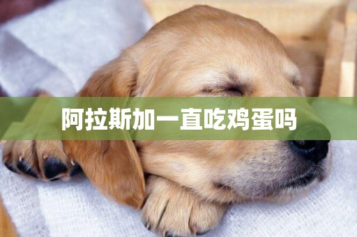 阿拉斯加一直吃雞蛋嗎