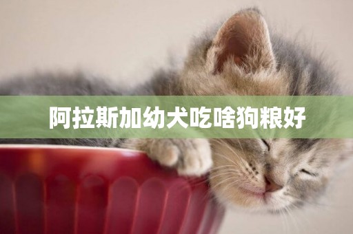 阿拉斯加幼犬吃啥狗糧好