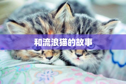 和流浪貓的故事