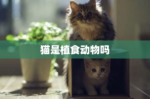 貓是植食動物嗎