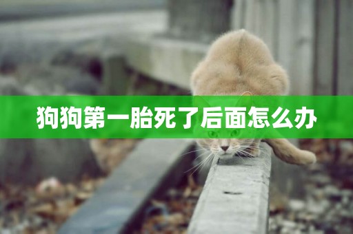 狗狗第一胎死了后面怎么辦