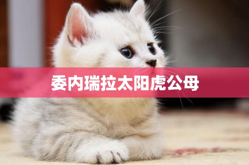 委內瑞拉太陽虎公母