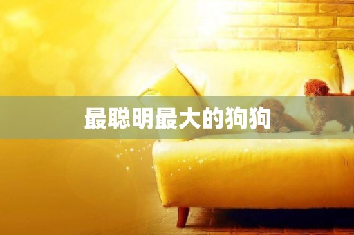最聰明最大的狗狗