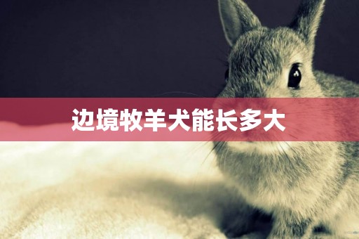 邊境牧羊犬能長多大