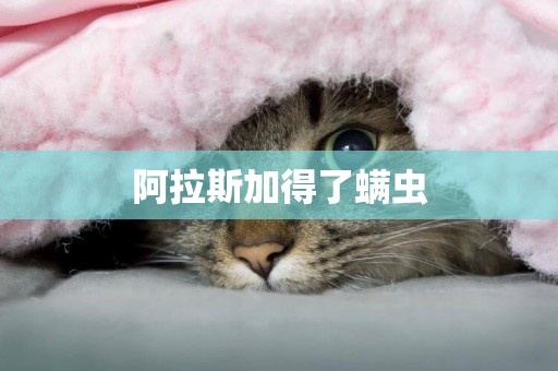 阿拉斯加得了螨蟲