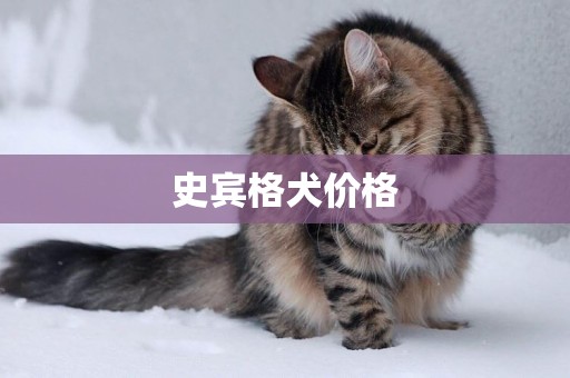 史賓格犬價格