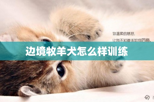 邊境牧羊犬怎么樣訓練