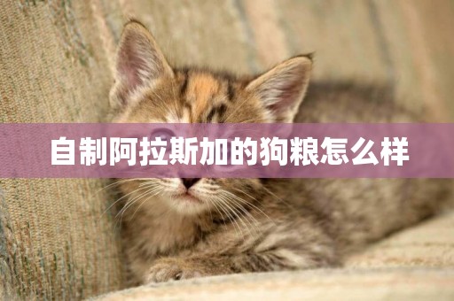 自制阿拉斯加的狗糧怎么樣