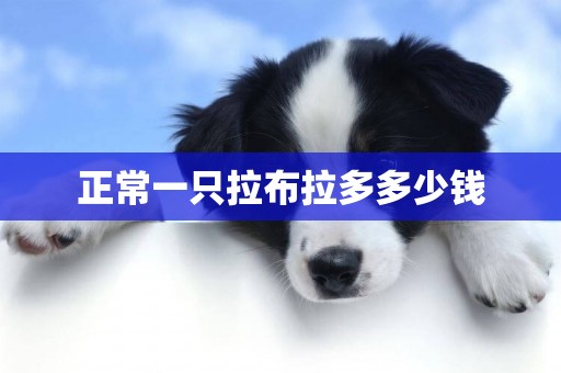 正常一只拉布拉多多少錢