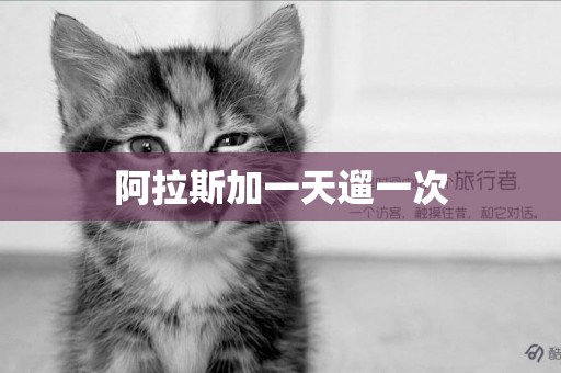 阿拉斯加一天遛一次