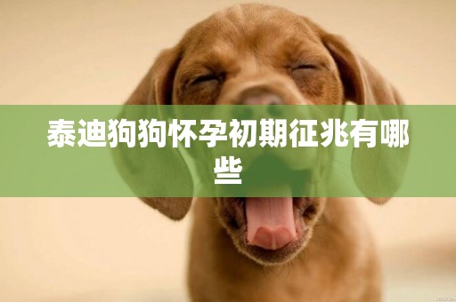 泰迪狗狗懷孕初期征兆有哪些