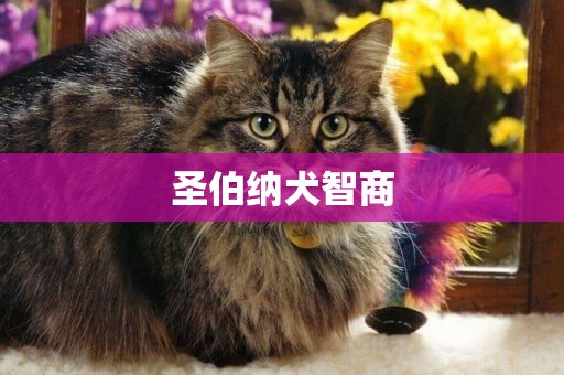 圣伯納犬智商