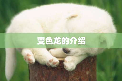 變色龍的介紹