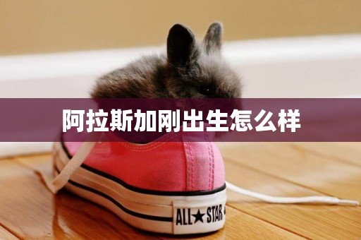 阿拉斯加剛出生怎么樣