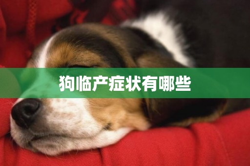狗臨產癥狀有哪些