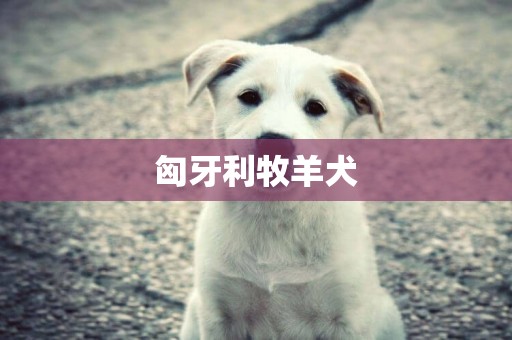 匈牙利牧羊犬