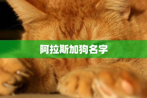 阿拉斯加狗名字