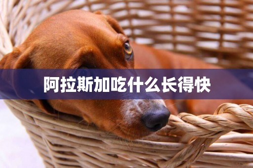 阿拉斯加吃什么長得快