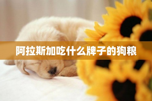 阿拉斯加吃什么牌子的狗糧