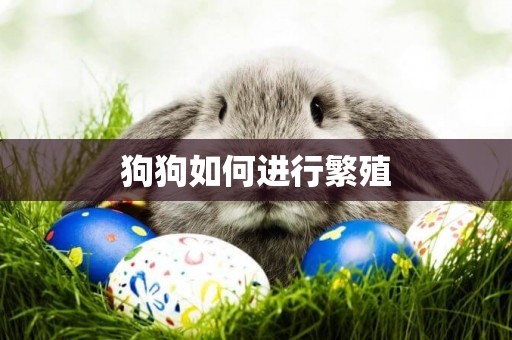 狗狗如何進行繁殖