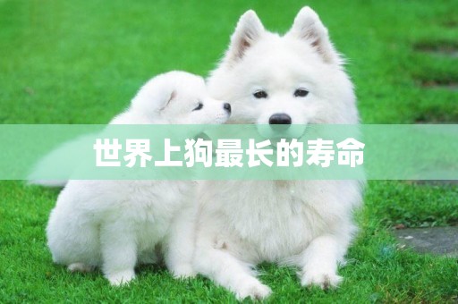 世界上狗最長的壽命