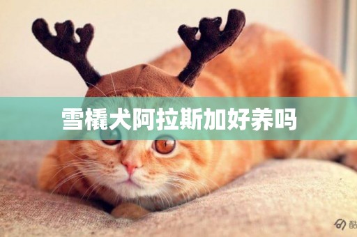雪橇犬阿拉斯加好養嗎