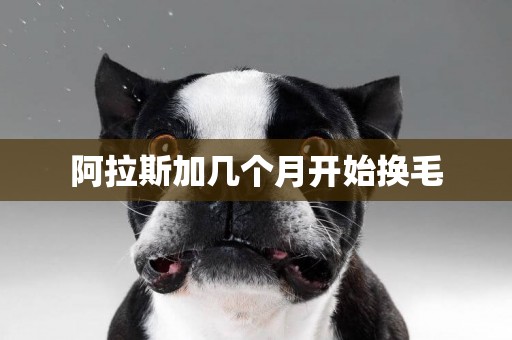 阿拉斯加幾個月開始換毛
