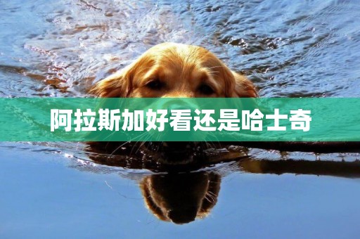 阿拉斯加好看還是哈士奇