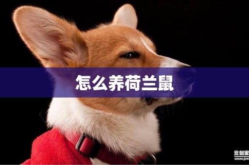 怎么養荷蘭鼠