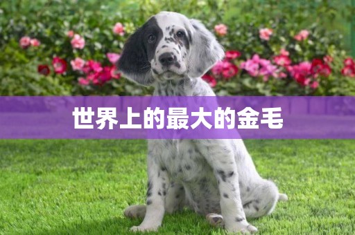 世界上的最大的金毛